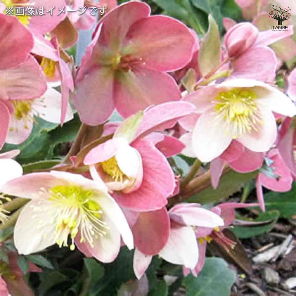 クリスマスローズ HGCマホガニースノー 【花苗 4.5号鉢／1個売り】