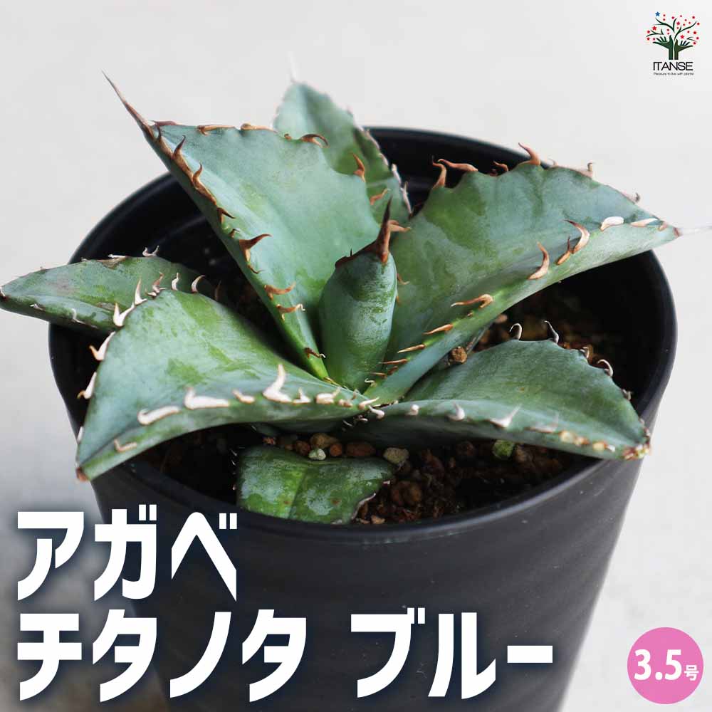アガベ チタノタブルー(中型)鉢ごと発送 アガベ チタノタ デザイン黒陶器鉢 黒石付｜郵便局のネットショップ