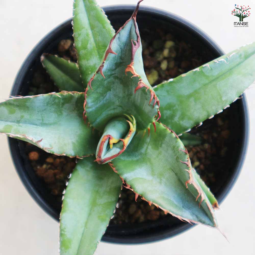 アガベ チタノタ・ブルー 【多肉植物 3.5号鉢／1個売り】｜ 【植物の