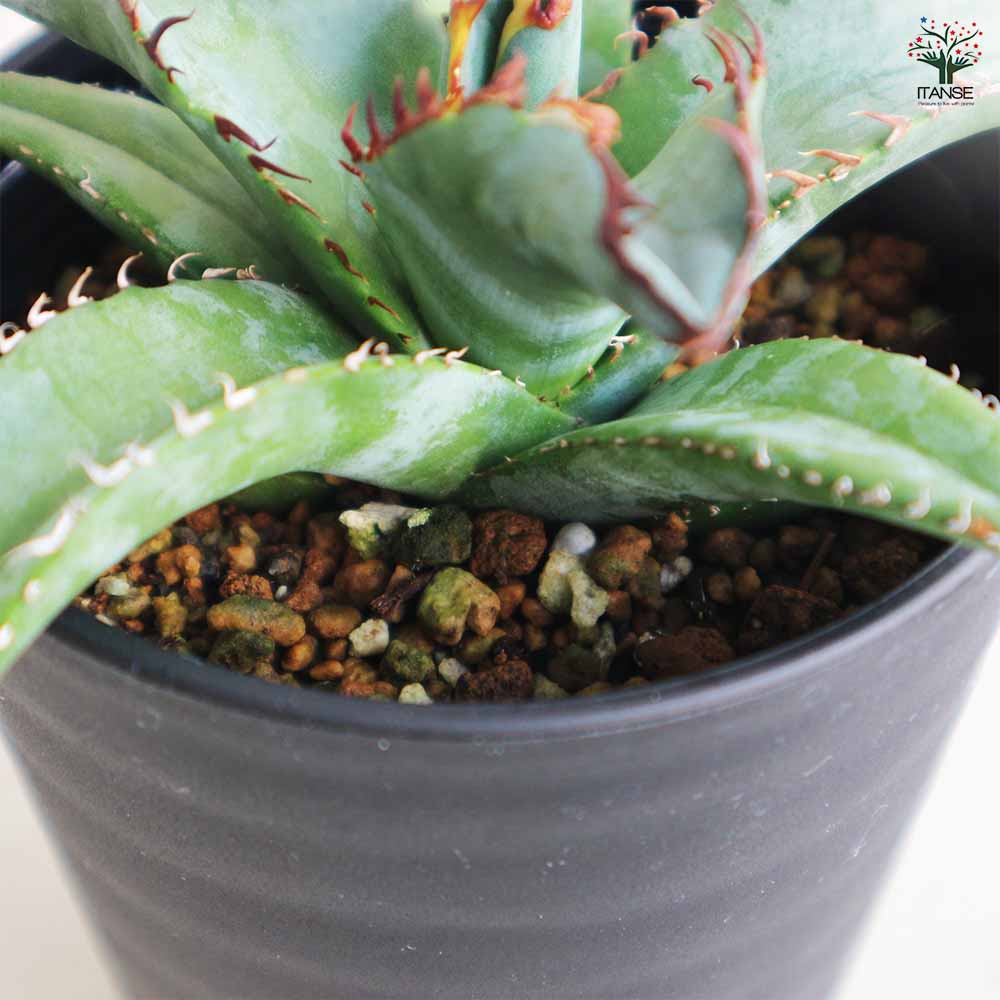アガベ チタノタ・ブルー 【多肉植物 3.5号鉢／1個売り】｜ 【植物の