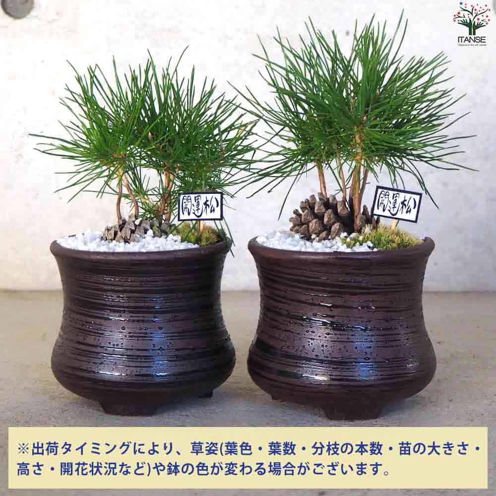 秋果　ほつれあり　盆栽鉢 秋果 ③ 盆栽小鉢 ミニ鉢 盆栽鉢 小品盆栽 植木鉢 盆栽