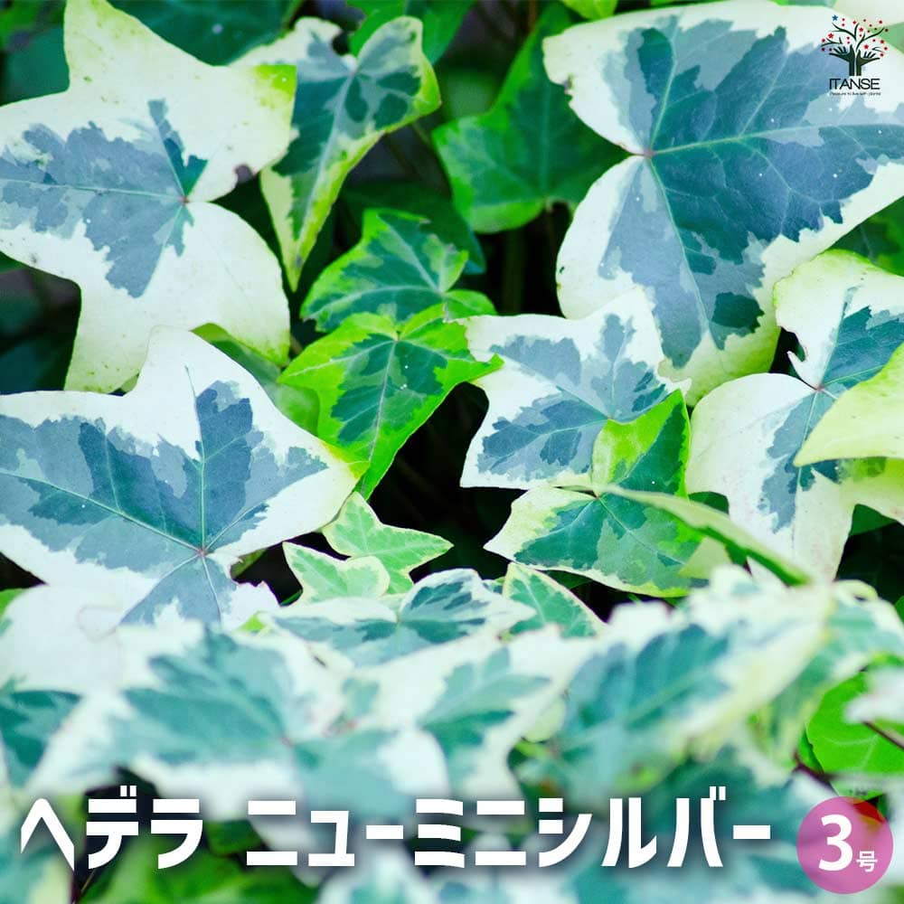 ヘデラ ニューミニシルバー 【観葉植物 3号】