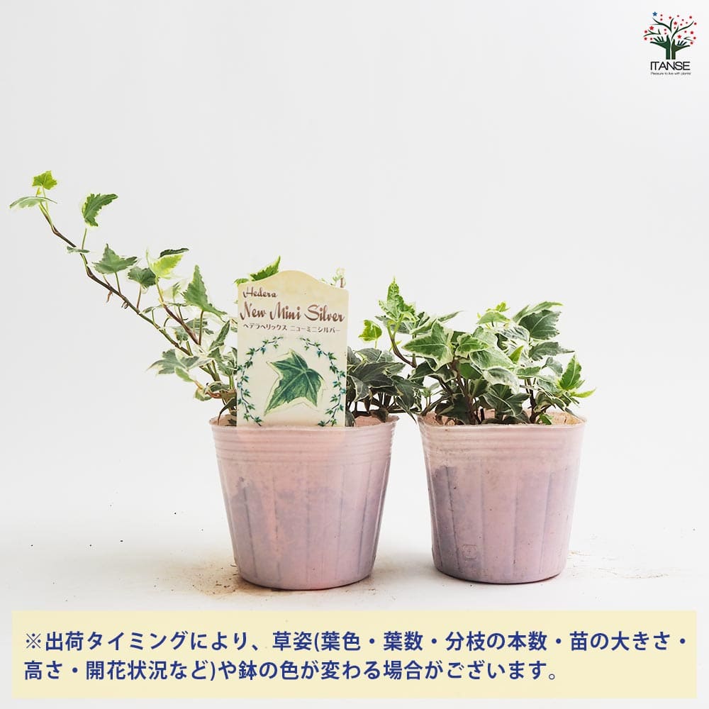 ヘデラ ニューミニシルバー 【観葉植物 3号】｜ 【植物の