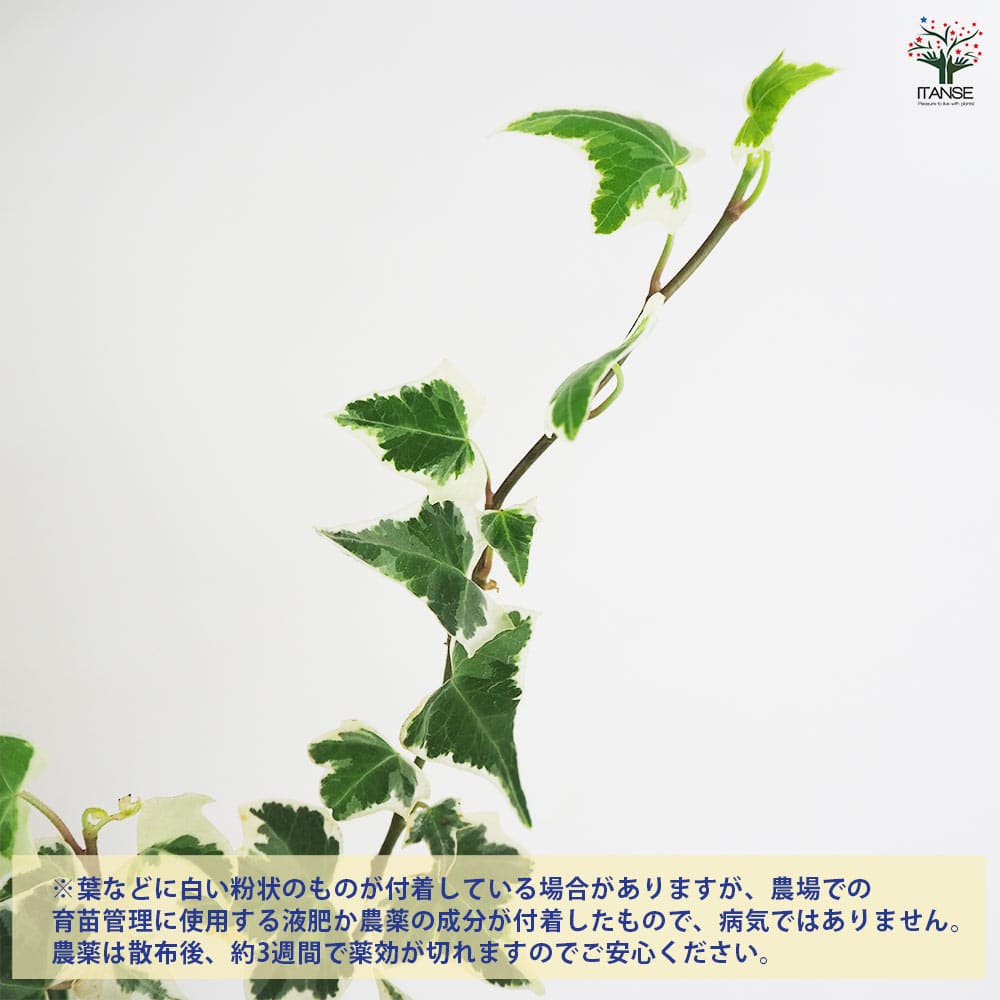 ヘデラ ニューミニシルバー 【観葉植物 3号】