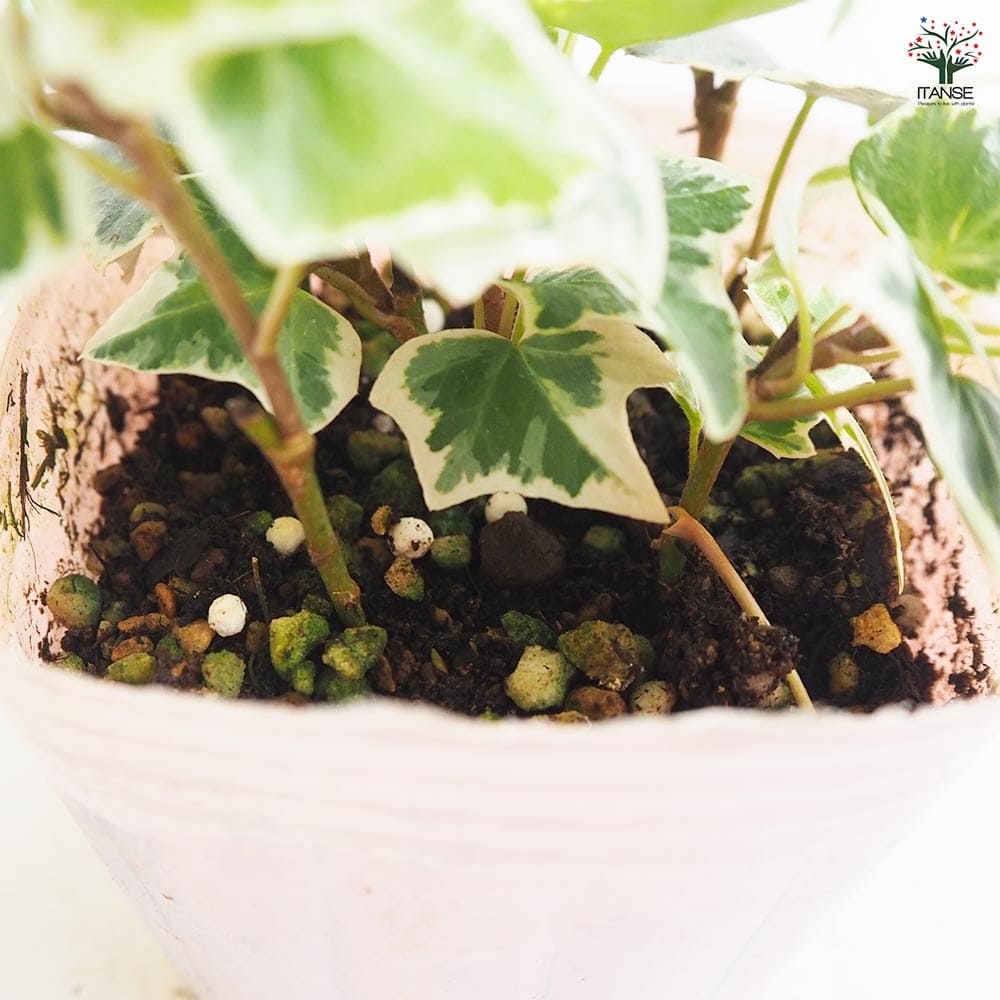 ヘデラ ニューミニシルバー 【観葉植物 3号】｜ 【植物の