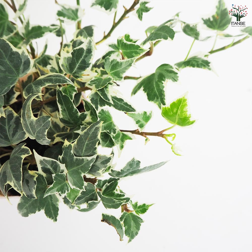 ヘデラ ニューミニシルバー 【観葉植物 3号】