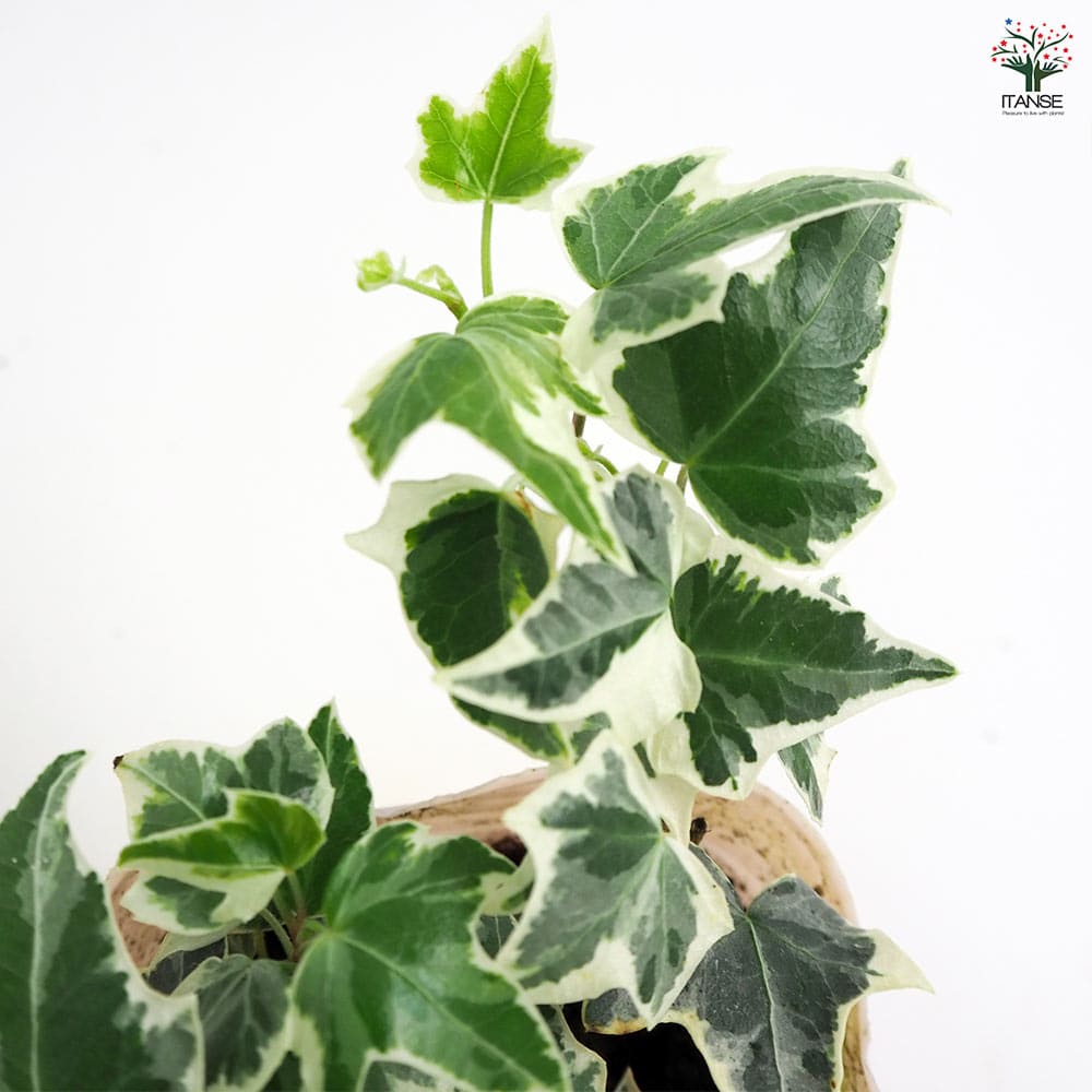 ♡ご確認&ご連絡用♡ニューミニシルバー＊根付きカット枝♡ ♡ご確認&ご連絡用♡ニューミニシルバー＊根付きカット枝♡ ミニヘデラ