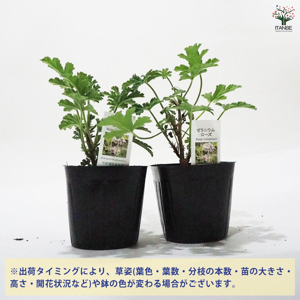 ゼラニウム ローズ 【ハーブの苗 9cmポット】｜ 【植物のITANSE