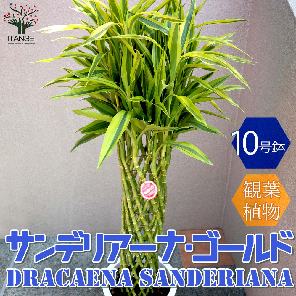 サンデリアーナゴールド ドラセナ・サンデリアーナ ゴールド(ラッキーバンブー) 【観葉植物 大型 10号プラスチック鉢／1個売り】