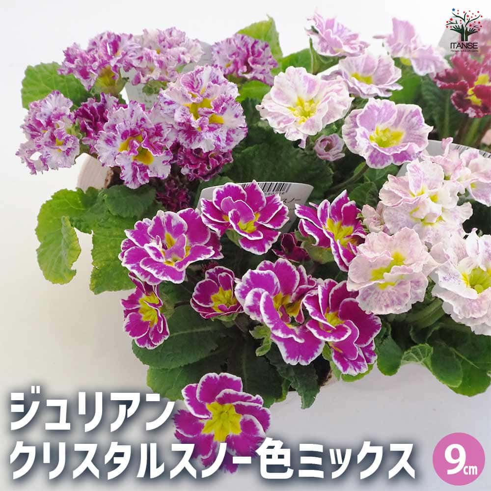 ジュリアン クリスタルスノー色MIX 2個～ 【花苗 9cmポット】｜ 【植物