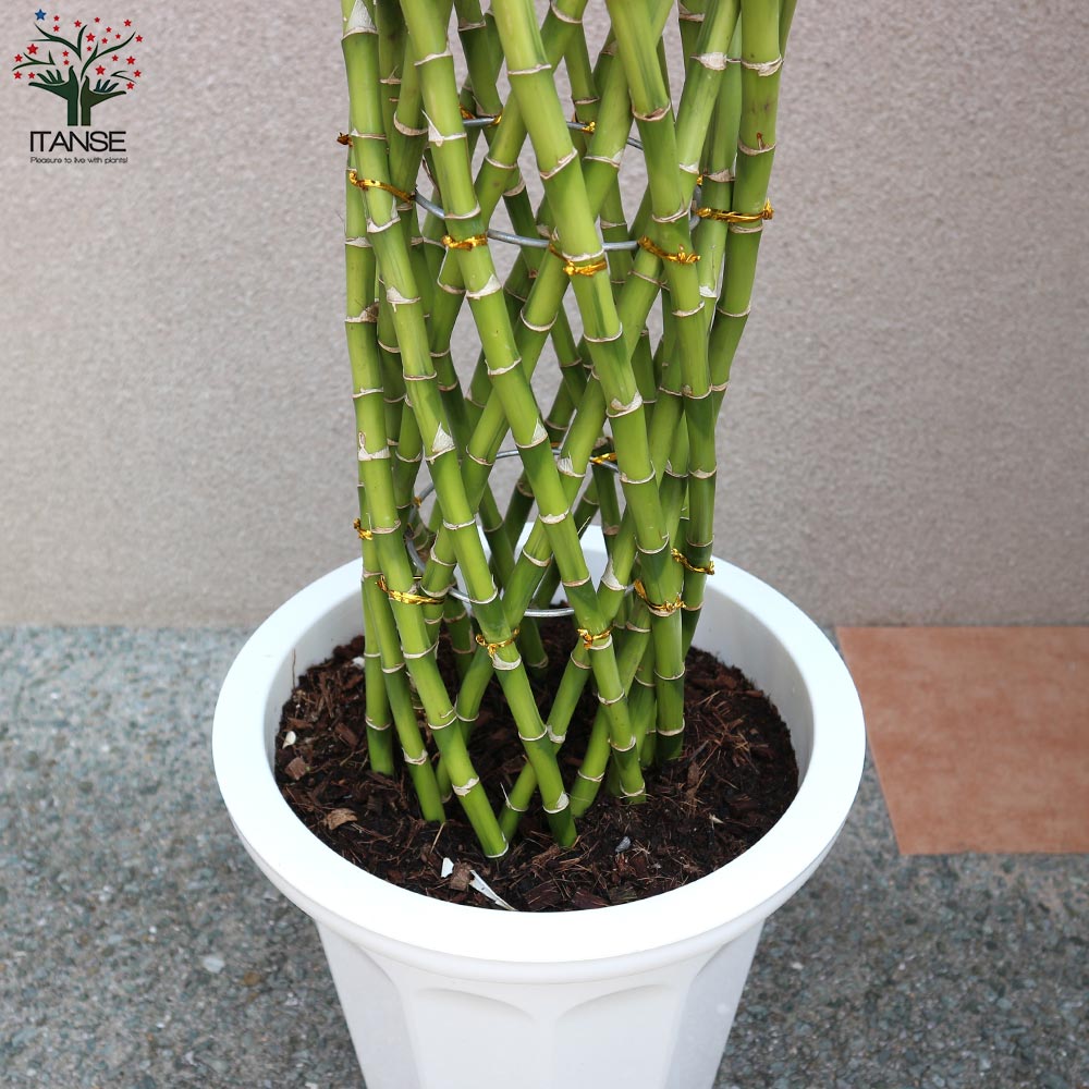サンデリアーナゴールド ドラセナ・サンデリアーナ ゴールド(ラッキーバンブー) 【観葉植物 大型 10号プラスチック鉢／1個売り】