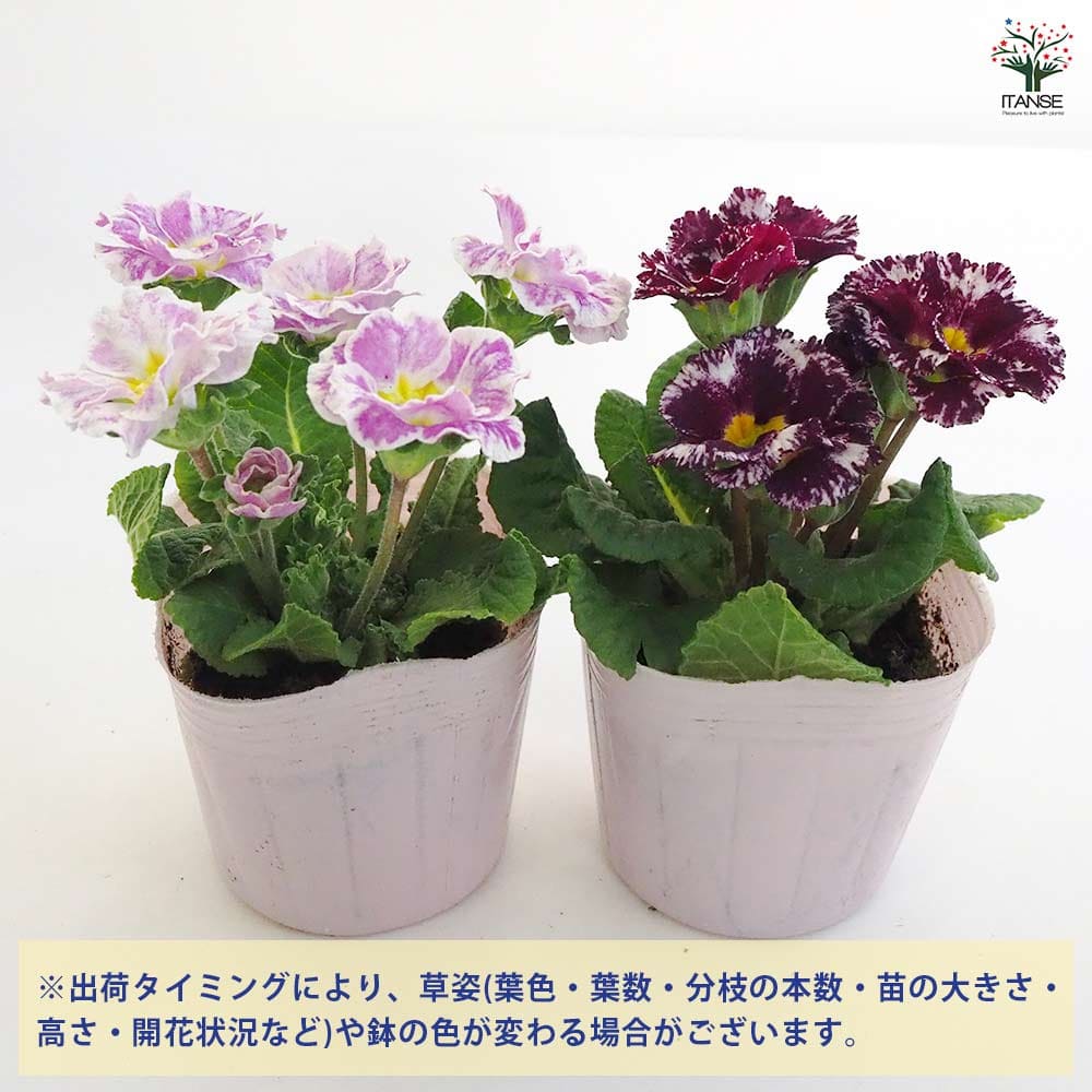 ジュリアン クリスタルスノー色MIX 2個～ 【花苗 9cmポット】｜ 【植物