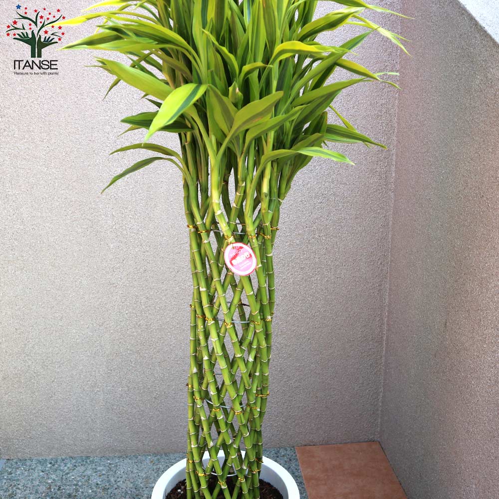 サンデリアーナゴールド ドラセナ・サンデリアーナ ゴールド(ラッキーバンブー) 【観葉植物 大型 10号プラスチック鉢／1個売り】