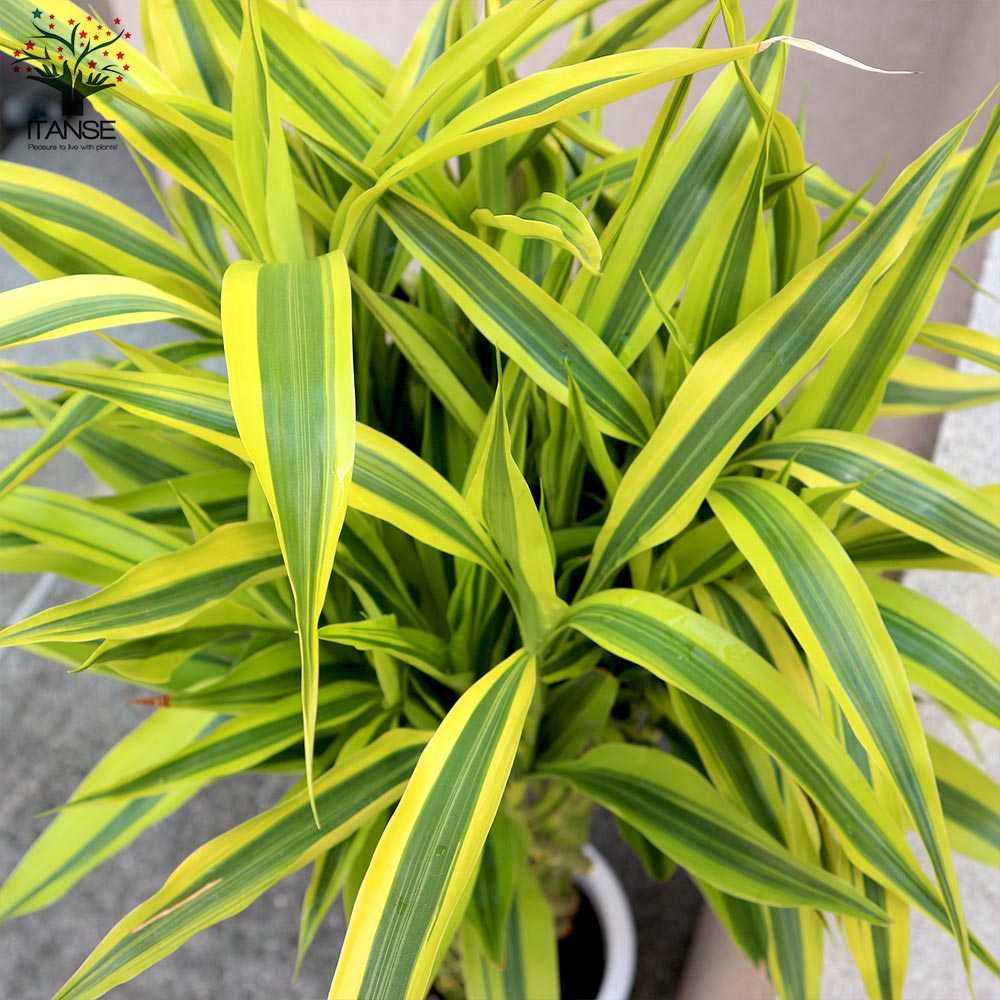 サンデリアーナゴールド ドラセナ・サンデリアーナ ゴールド(ラッキーバンブー) 【観葉植物 大型 10号プラスチック鉢／1個売り】