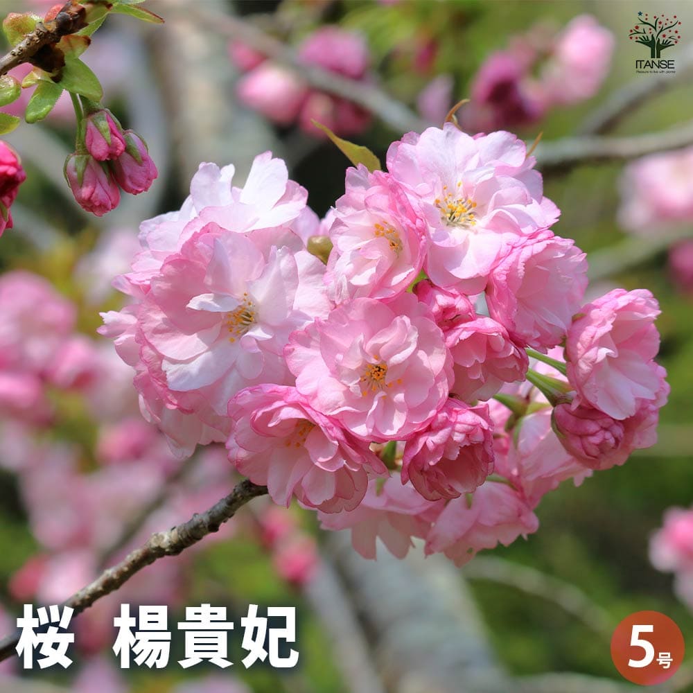 桜の苗木 楊貴妃 【花木苗 5号／1個売り】｜ 【植物のITANSE