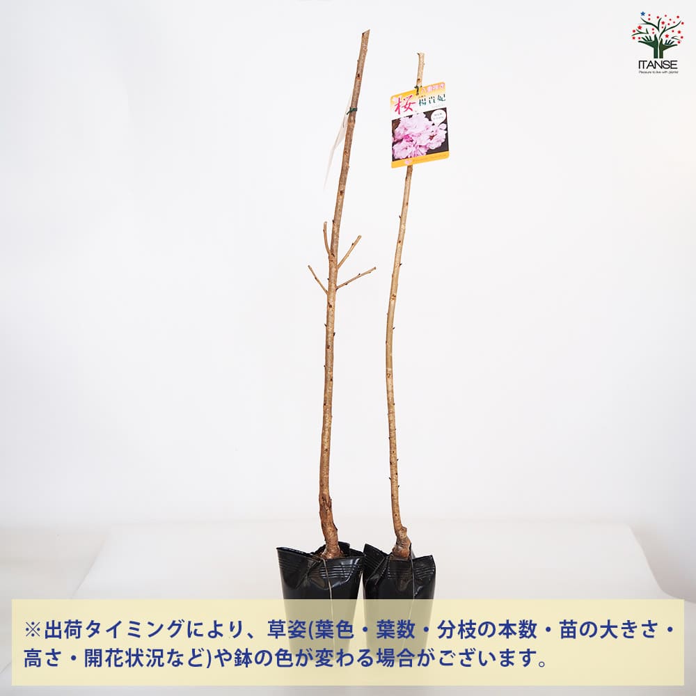 桜の苗木 楊貴妃 【花木苗 5号／1個売り】｜ 【植物のITANSE