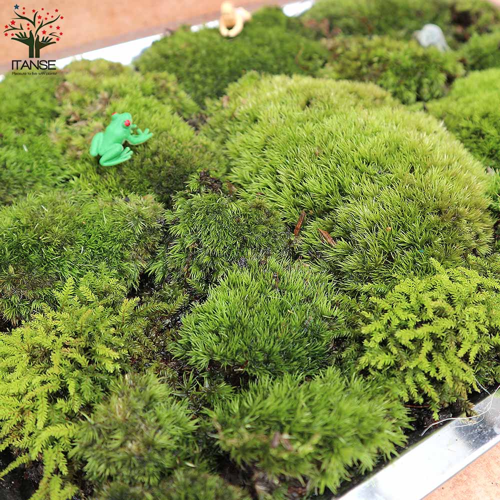 Itanse良品ｾﾚｸﾄ通販