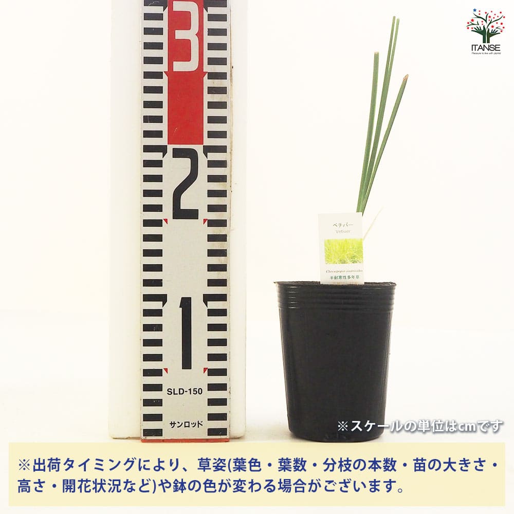 ベチバー 【ハーブの苗 9cmポット】