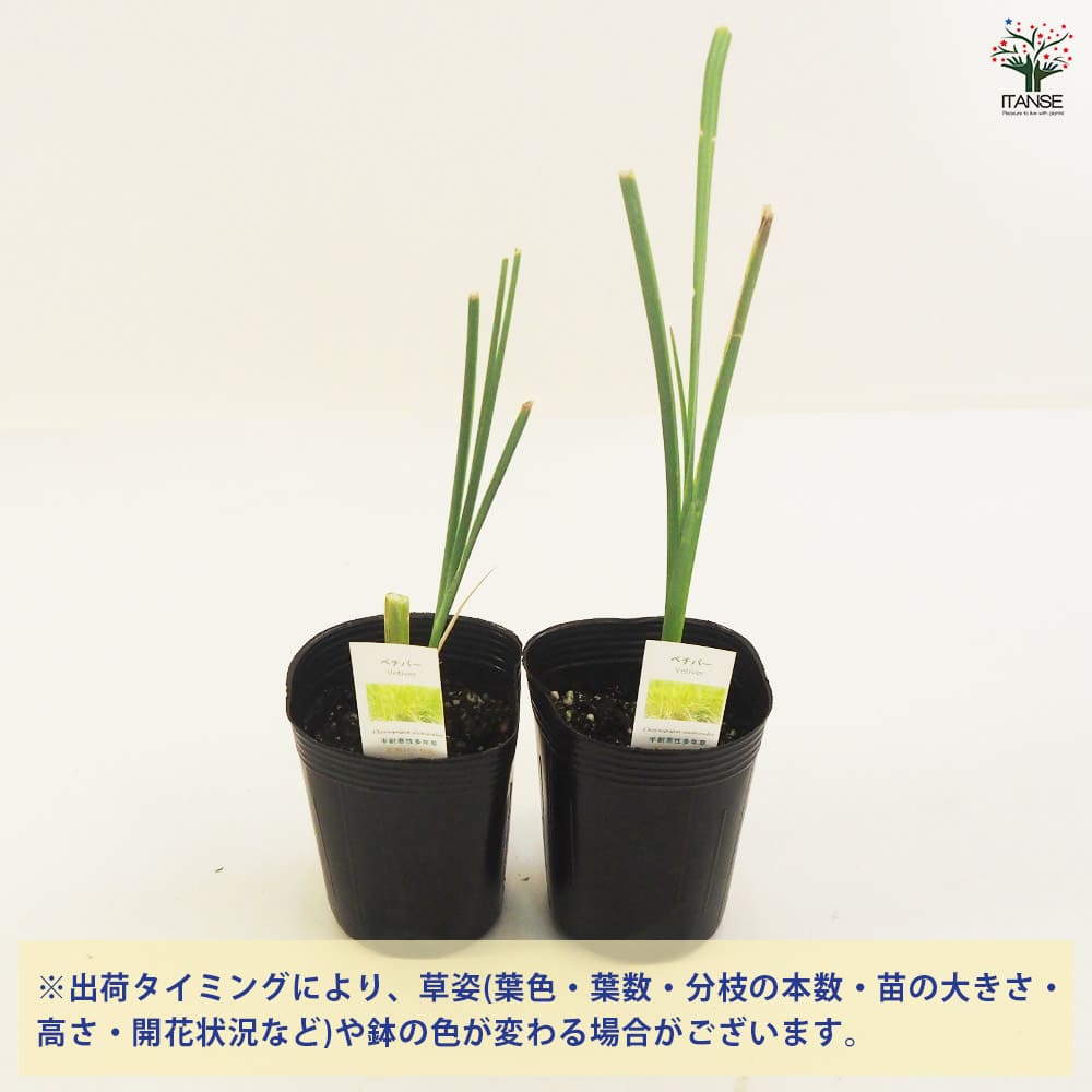 ベチバー 【ハーブの苗 9cmポット】