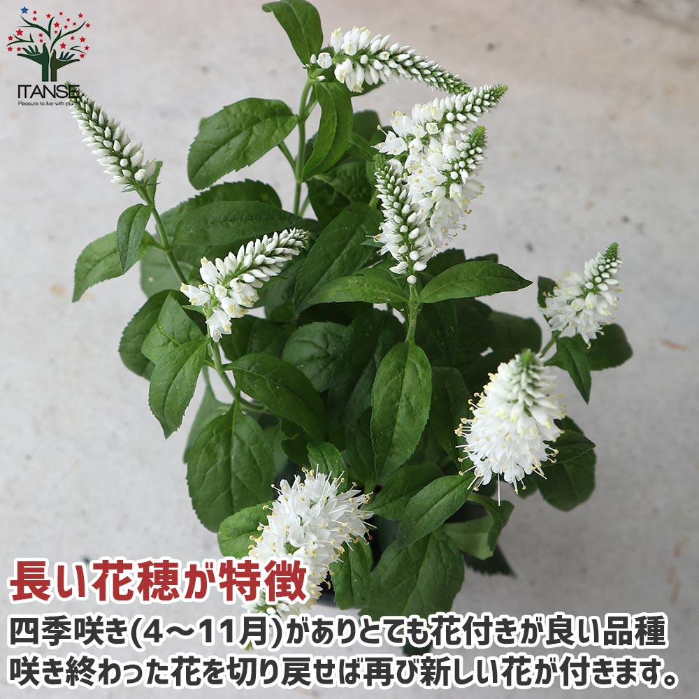 Itanse良品ｾﾚｸﾄ通販