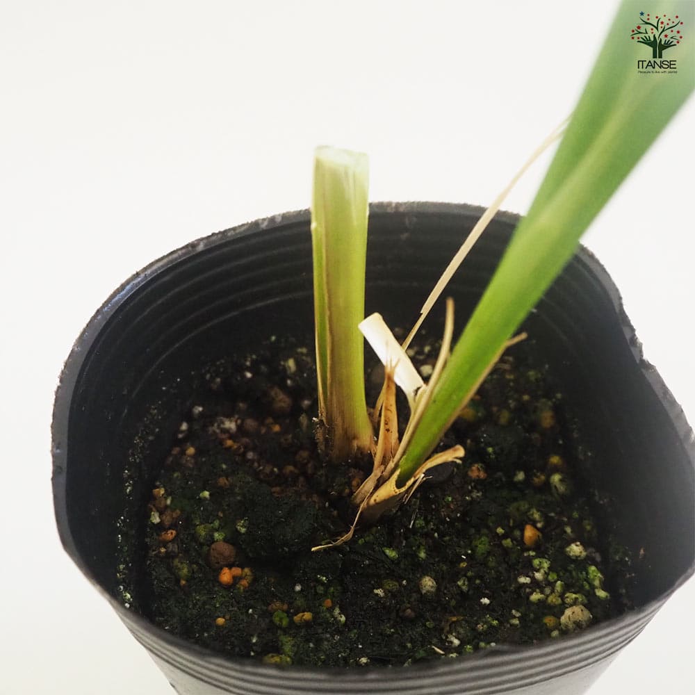 ベチバー 【ハーブの苗 9cmポット】