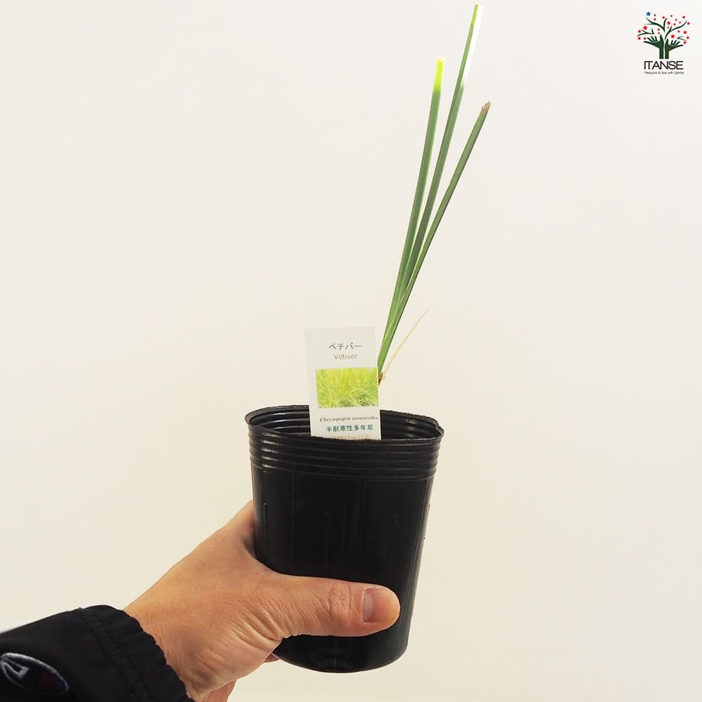 ベチバー 【ハーブの苗 9cmポット】