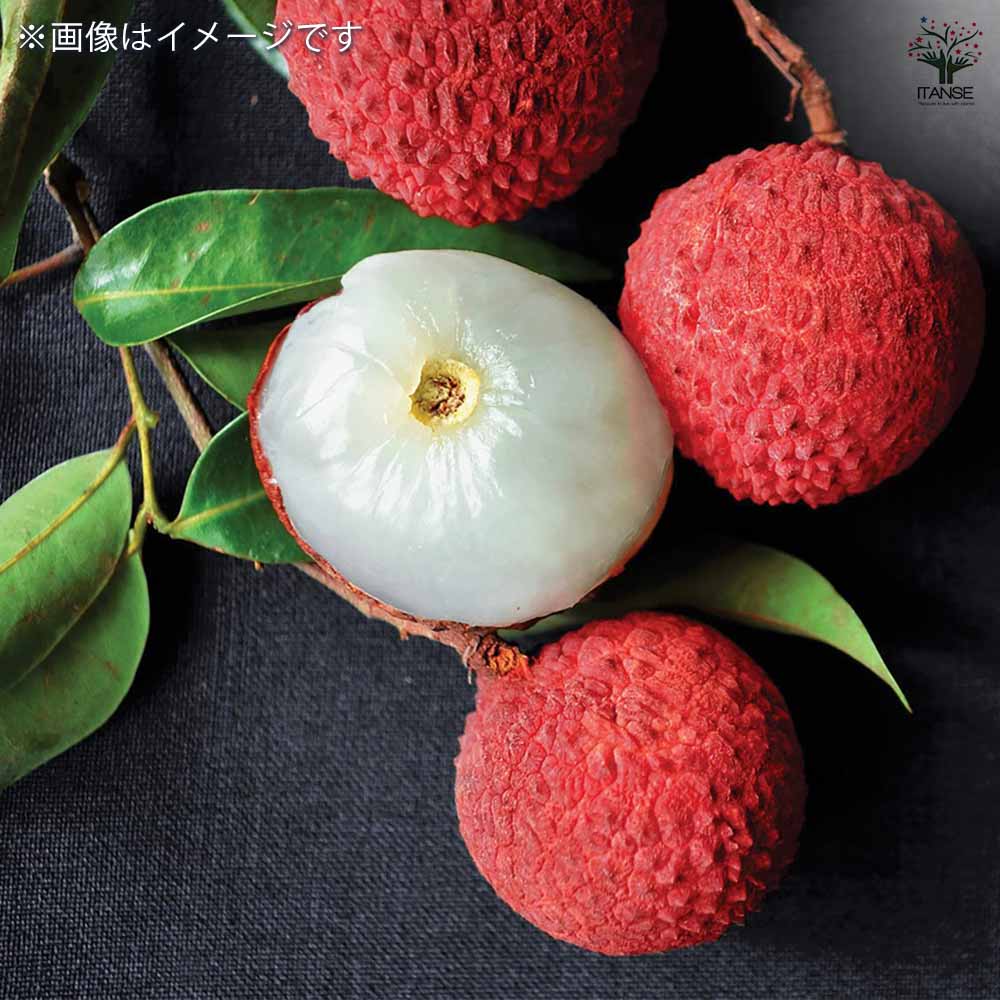 ライチの苗木 すずなり黒葉ライチ(コクヨウライチ)【果樹の苗木 13.5