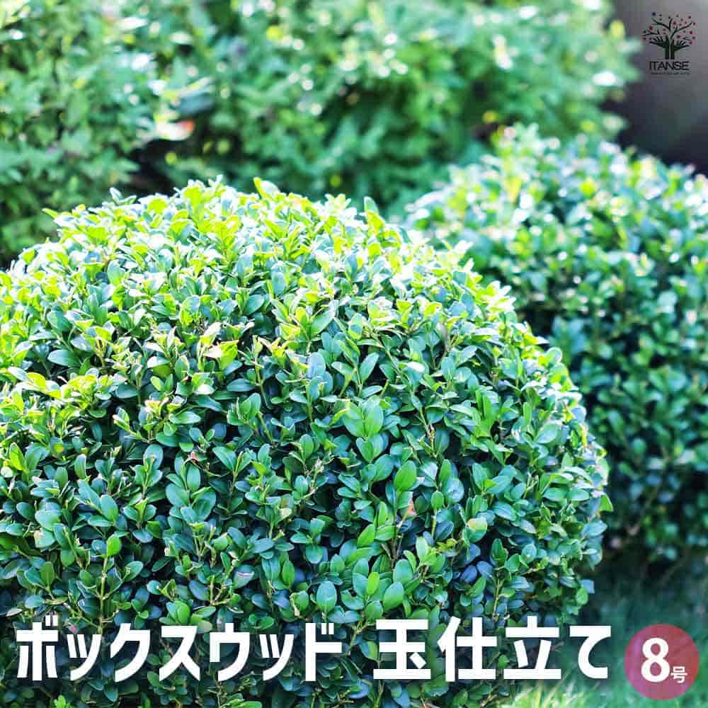 ボックスウッド 玉仕立て 【庭木 8号／1個売り】｜ 【植物の
