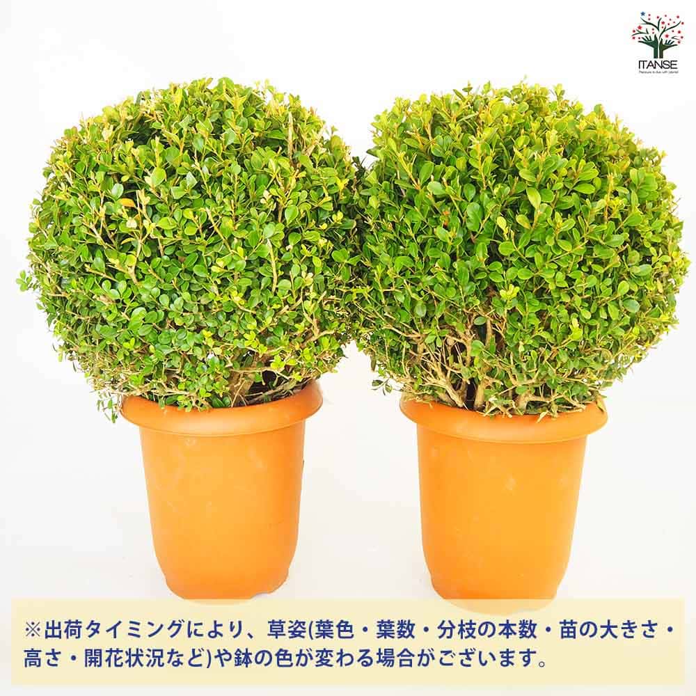ボックスウッド 球形 植物 ボックスウッド 球形 植物 ボックスウッド（西洋ツゲ）玉仕立て7