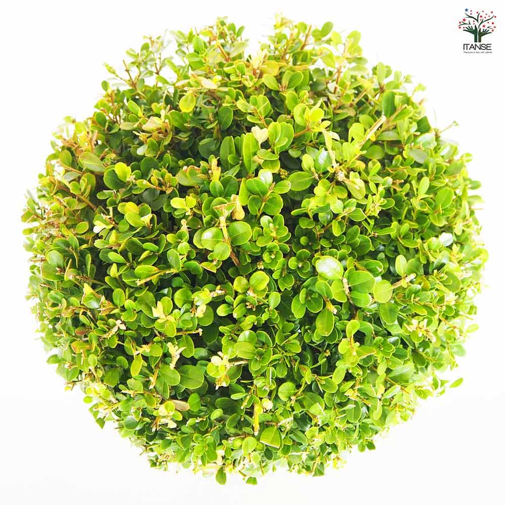 ボックスウッド 玉仕立て 【庭木 8号／1個売り】｜ 【植物の