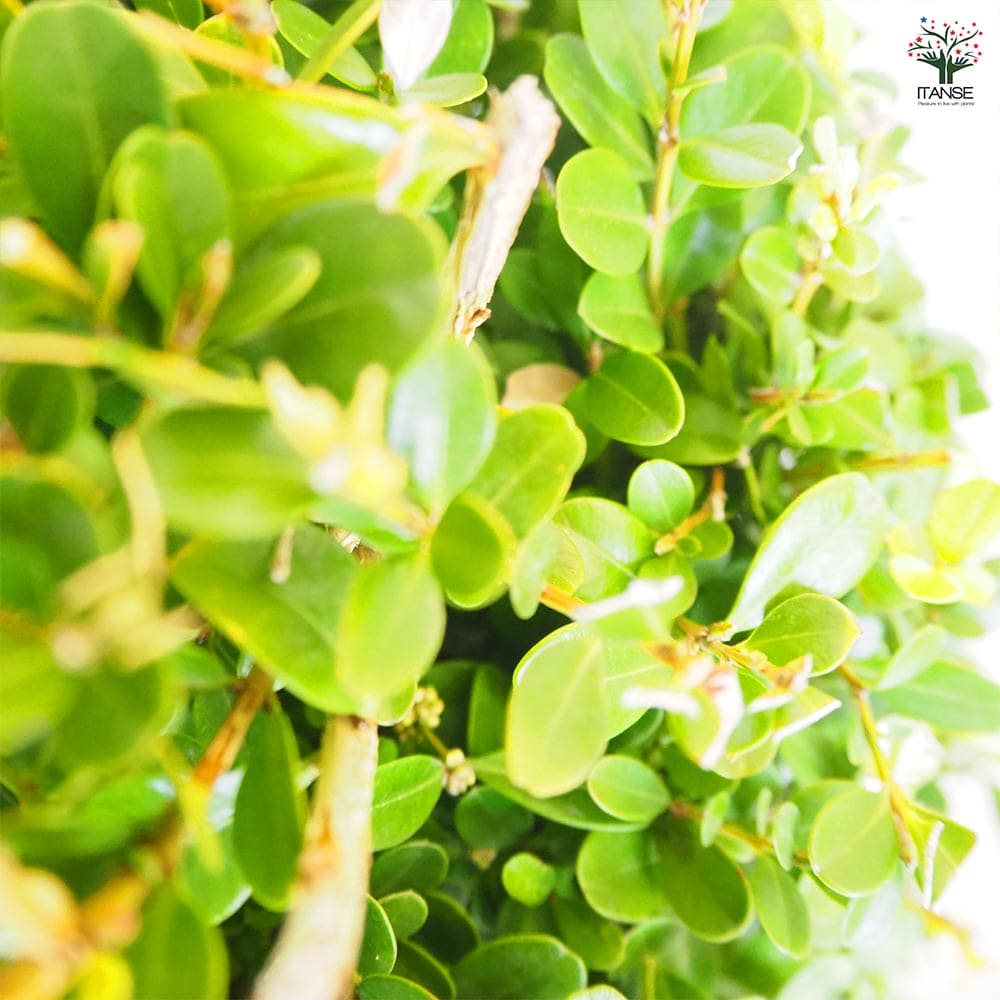 ボックスウッド 球形 植物 ボックスウッド トピアリー 70cm (造花 人工観葉植物 樹木 円形