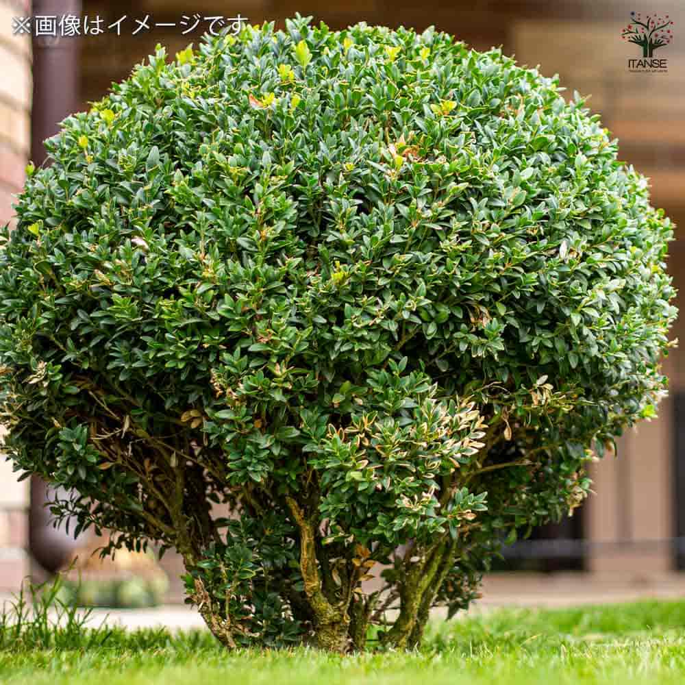 【植木・庭木】ボックスウッド　段作り　仕立物 9-1 植木・庭木】ボックスウッド 段作り 仕立物 9-1