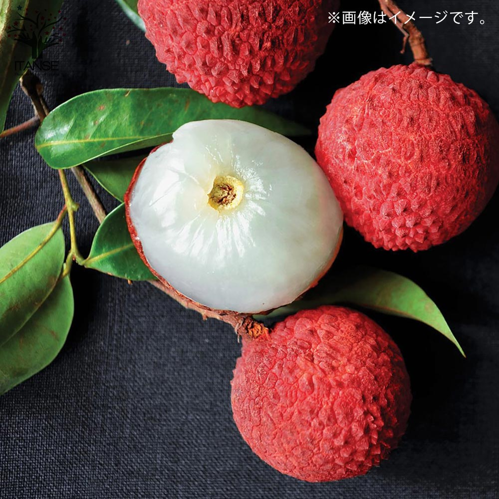 ライチ レイシ 黒葉 取木苗 大サイズ | 果樹