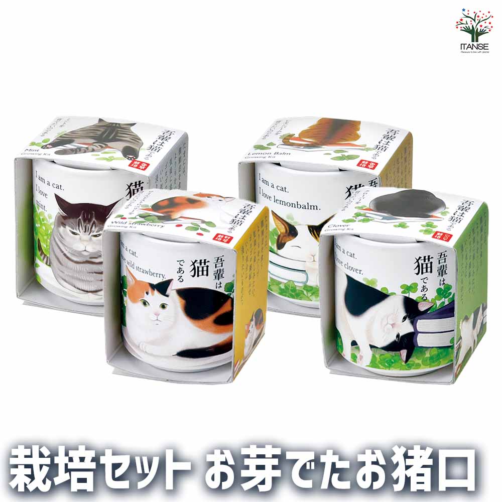 栽培セット お芽でたお猪口 吾輩｜ 【植物のITANSE】全品送料
