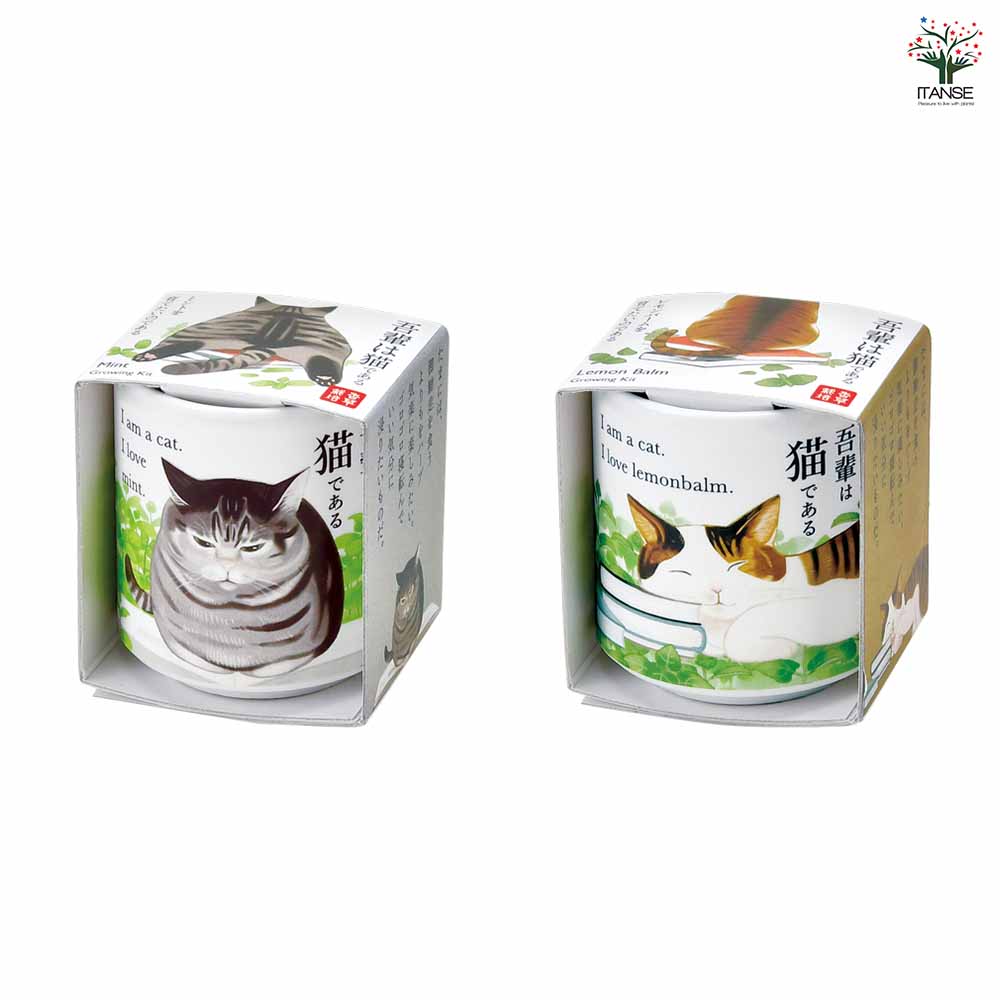 栽培セット お芽でたお猪口 吾輩