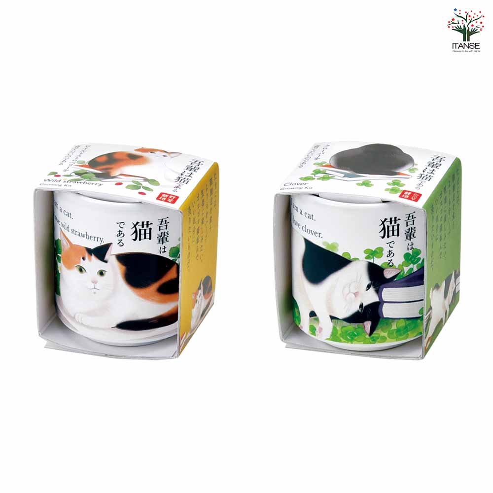栽培セット お芽でたお猪口 吾輩