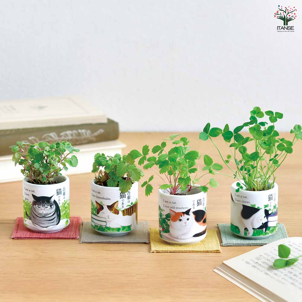 栽培セット お芽でたお猪口 吾輩｜ 【植物のITANSE】全品送料