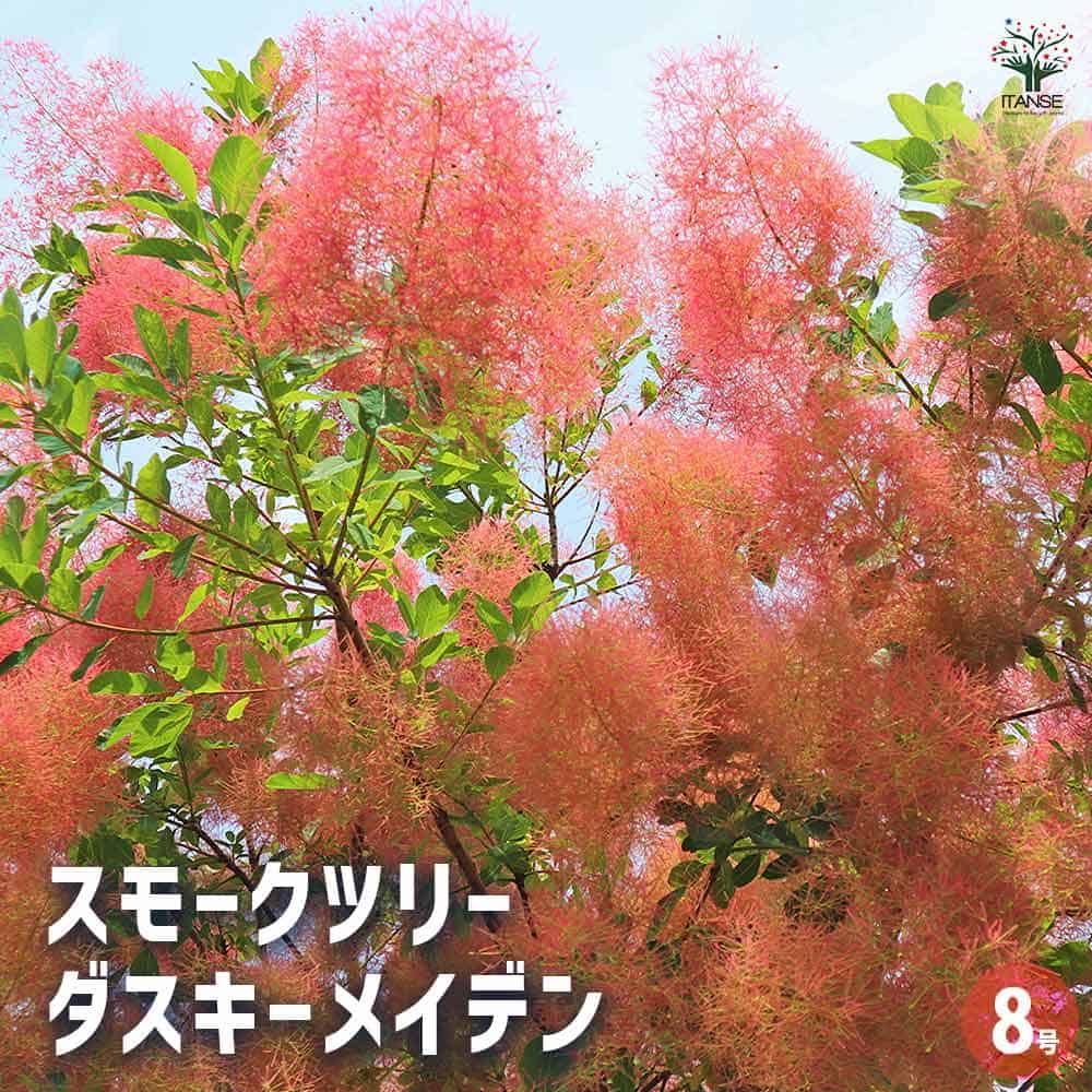 スモークツリー ダスキーメイデン 【花木苗 8号／1個売り