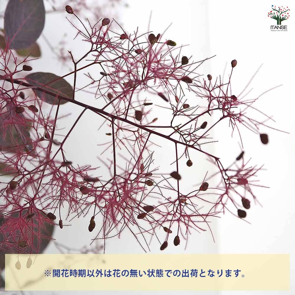 スモークツリー ダスキーメイデン 【花木苗 8号／1個売り】｜ 【植物の