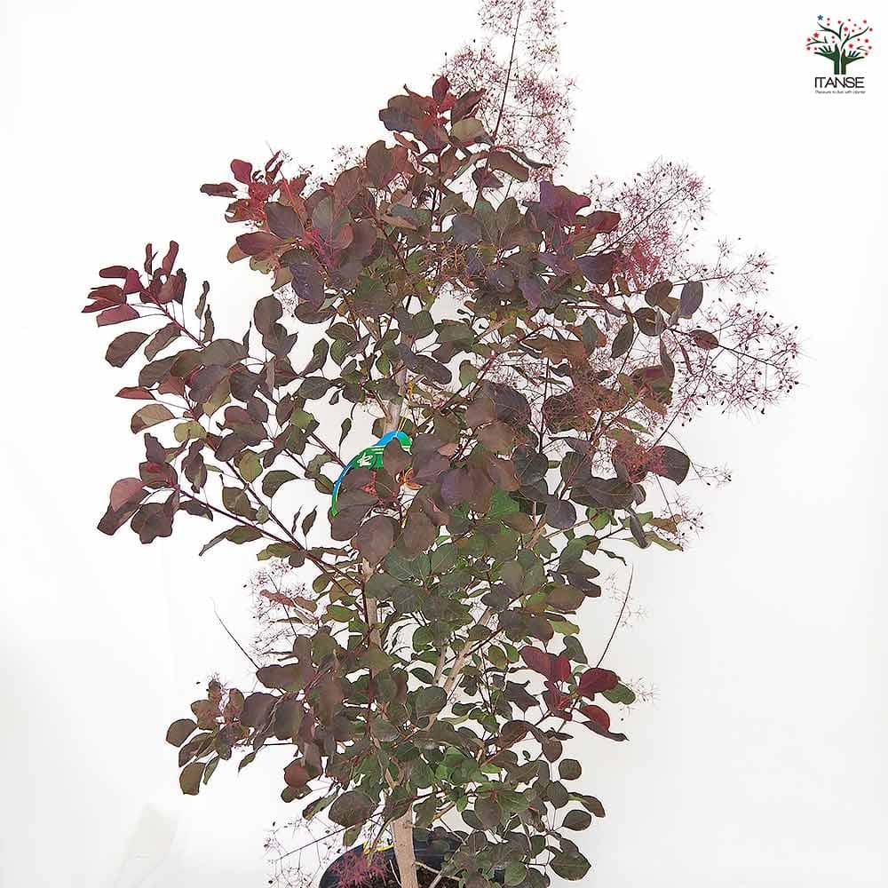 スモークツリー ダスキーメイデン 【花木苗 8号／1個売り