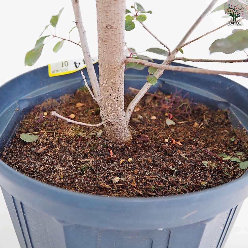 スモークツリー ダスキーメイデン 【花木苗 8号／1個売り】｜ 【植物の