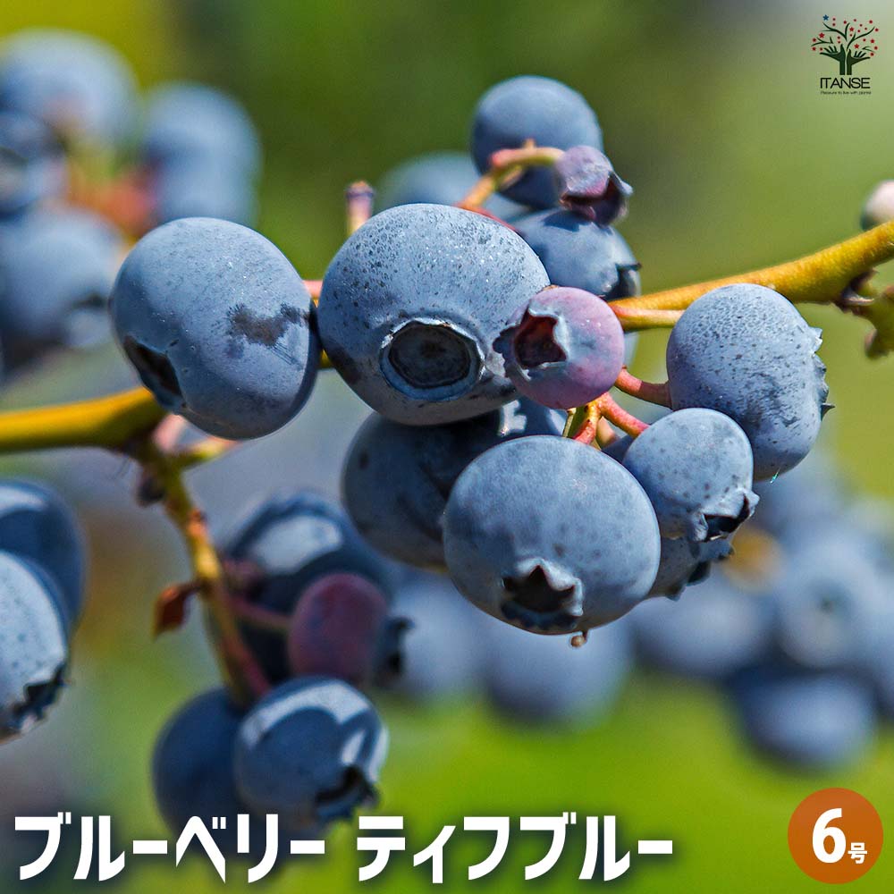 ブルーベリー ティフブルー 【果樹の苗木 6号／1個売り】｜ 【植物の