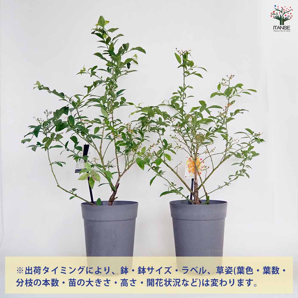 ブルーベリー ティフブルー 【果樹の苗木 6号/1個売り】| 【植物の ブルーベリー ティフブルー 【果樹の苗木 6号/1個売り】| 【植物の