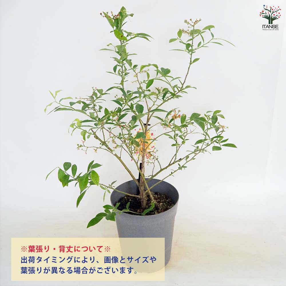 ブルーベリー ティフブルー 【果樹の苗木 6号/1個売り】| 【植物の ブルーベリー ティフブルー 【果樹の苗木 6号/1個売り】| 【植物の