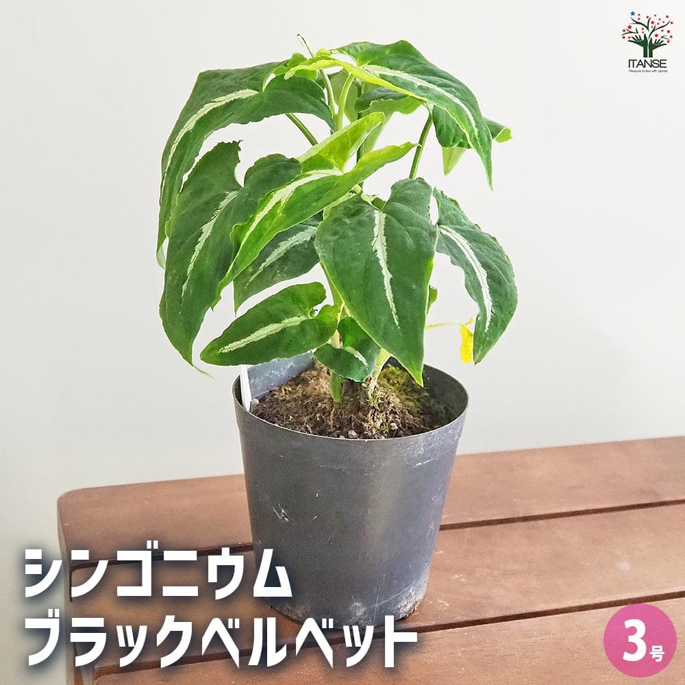 シンゴニューム(シンゴニウム) ブラックベルベット 【観葉植物 3号