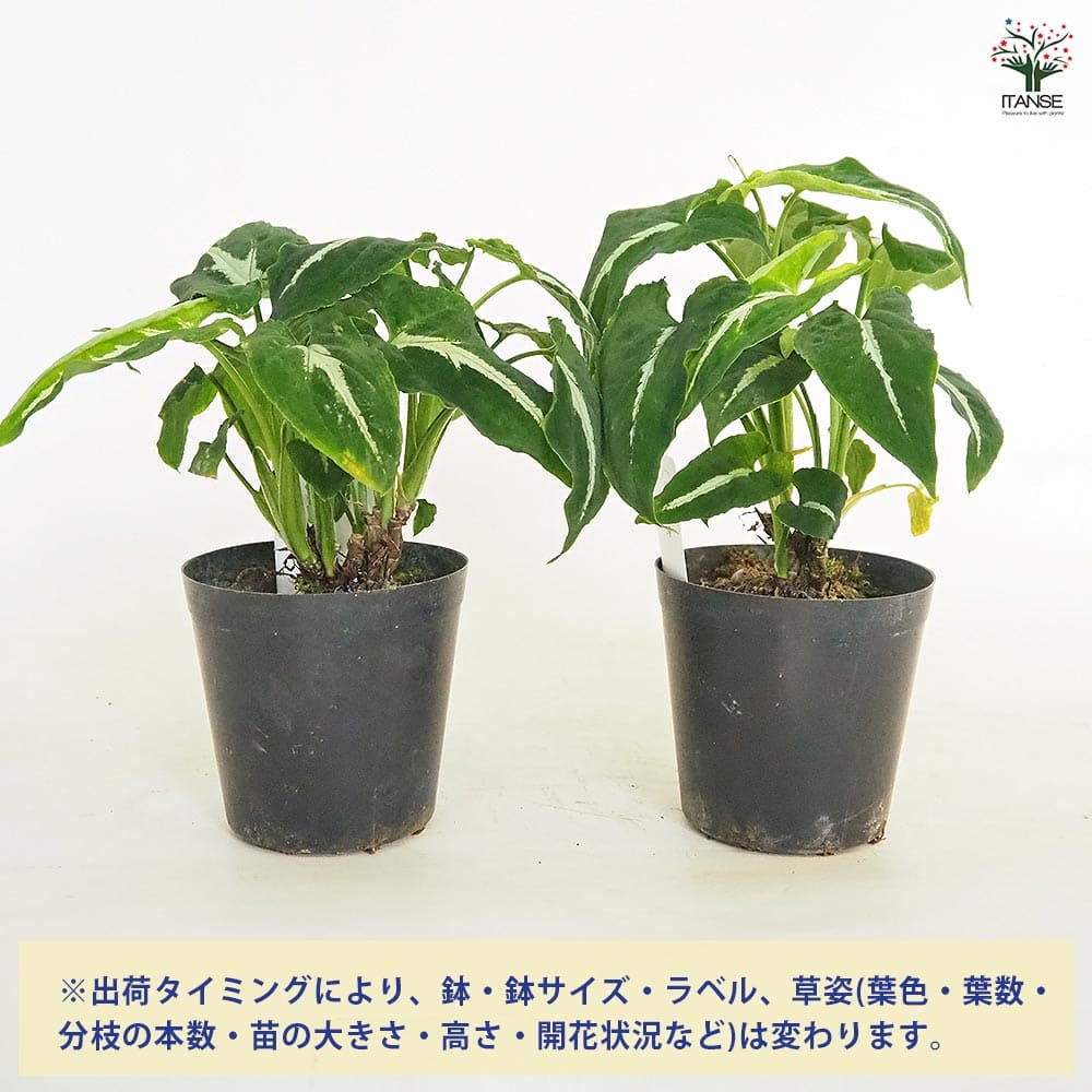 シンゴニューム(シンゴニウム) ブラックベルベット 【観葉植物 3号