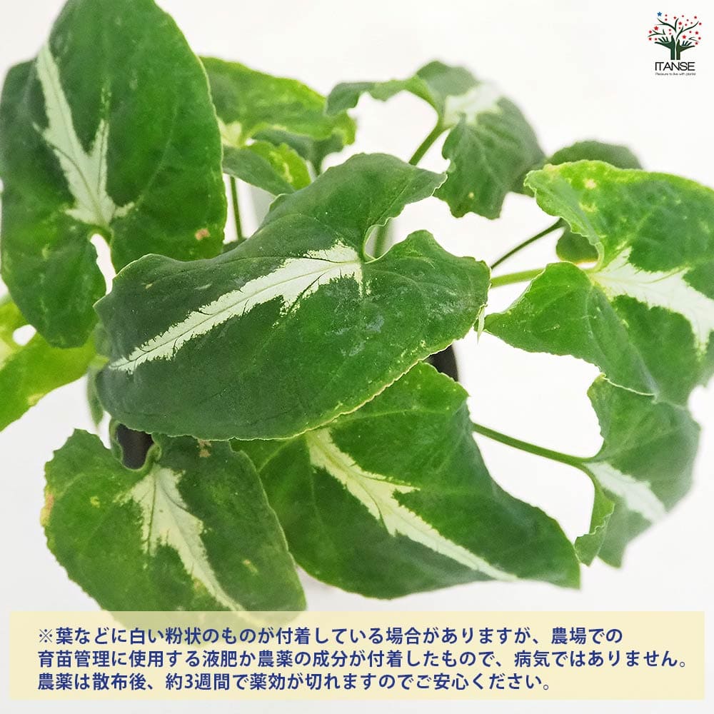 シンゴニューム(シンゴニウム) ブラックベルベット 【観葉植物 3号