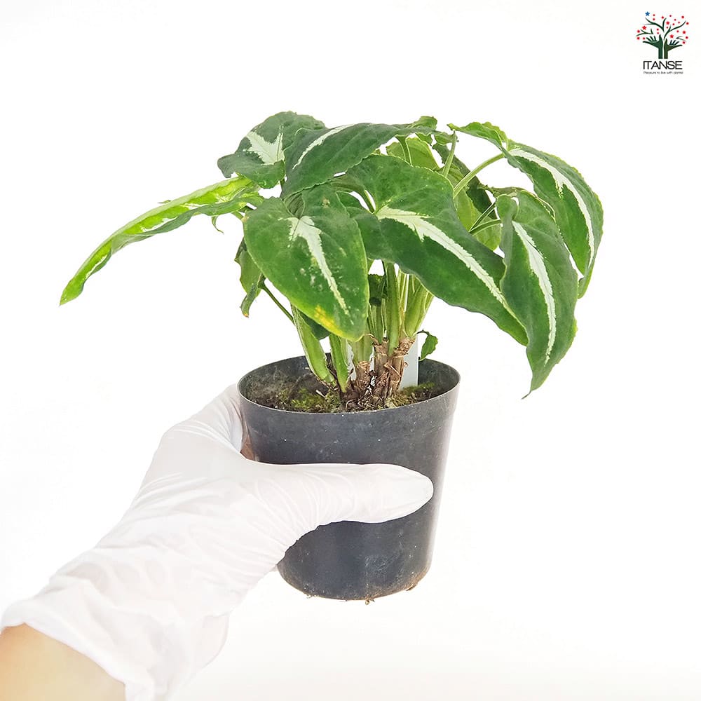 シンゴニューム(シンゴニウム) ブラックベルベット 【観葉植物 3号