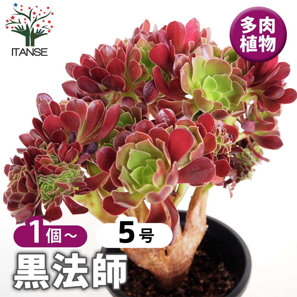 黒法師 【多肉植物 5号／1個売り】｜ 【植物のITANSE】全品送料