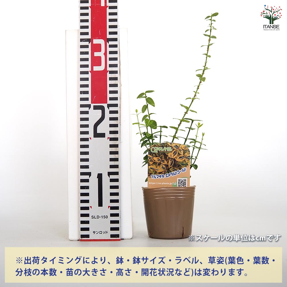 2015年 ゴールデンエニグマ 1oz 999ファインシルバー　ルテニウム ツルマサキ エメラルドゴールド 【花木苗 3号】｜ 【植物の